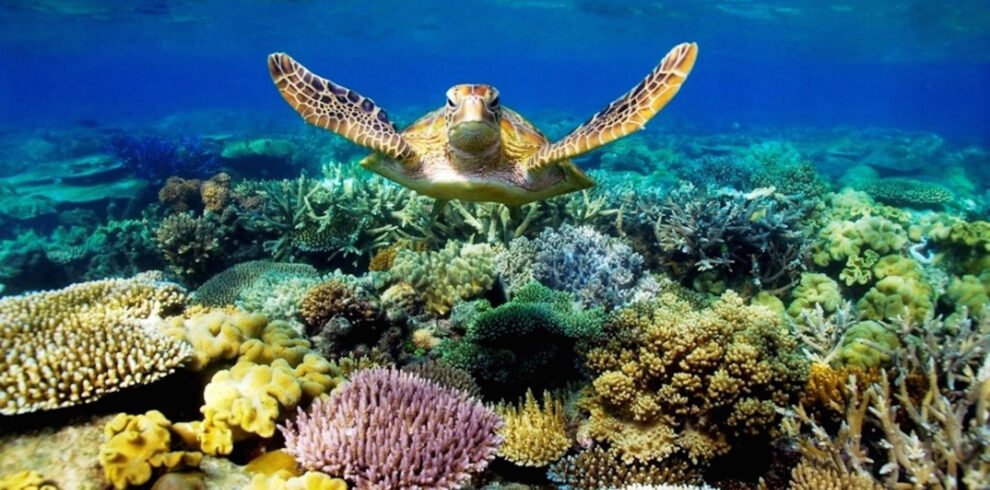 barrera de coral 3