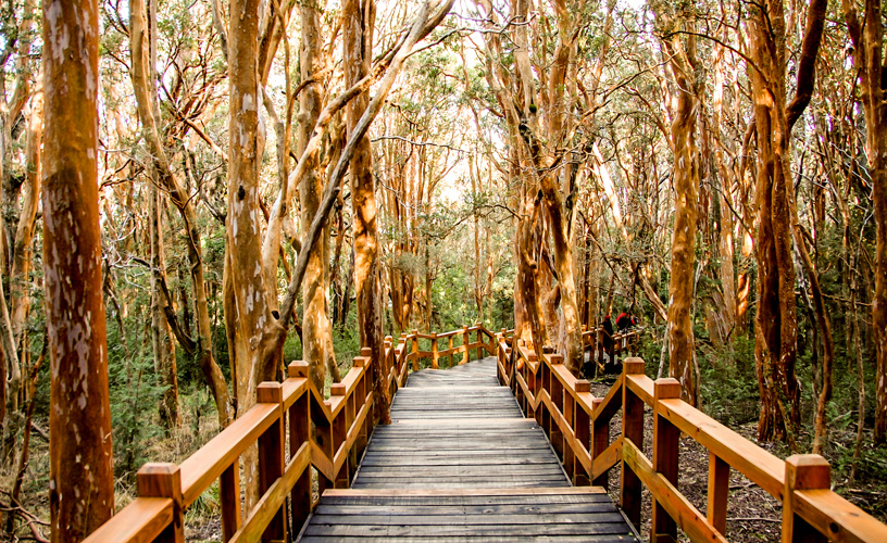 patagonia-parque-los-arrayanes-1