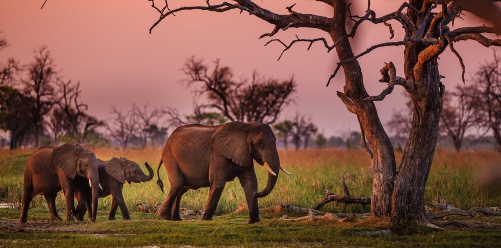 botswana_a