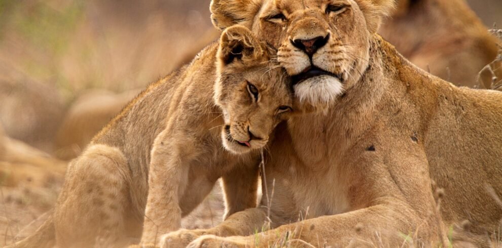 sudafrica 6